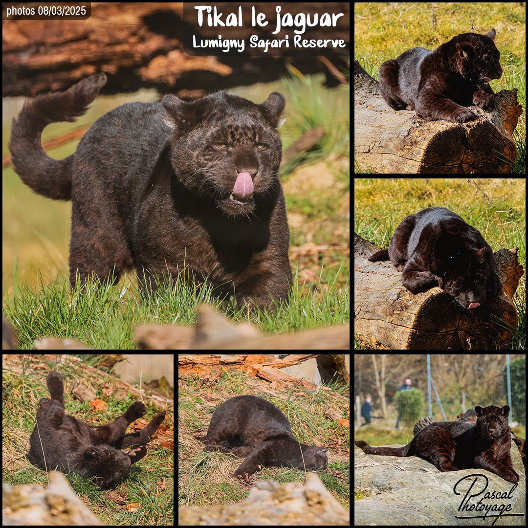 09964029_jaguar_noir_01_-_lumigny_safary_reserve_-_layout_30.jpg