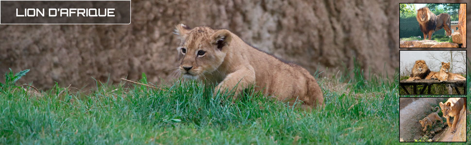 09_des_zoos_des_zanimaux_970x300px.jpg