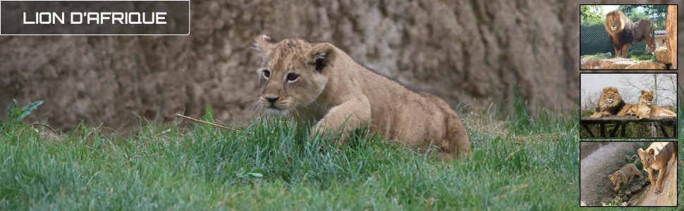 09_le_safari_des_zanimaux_970x300px.jpg
