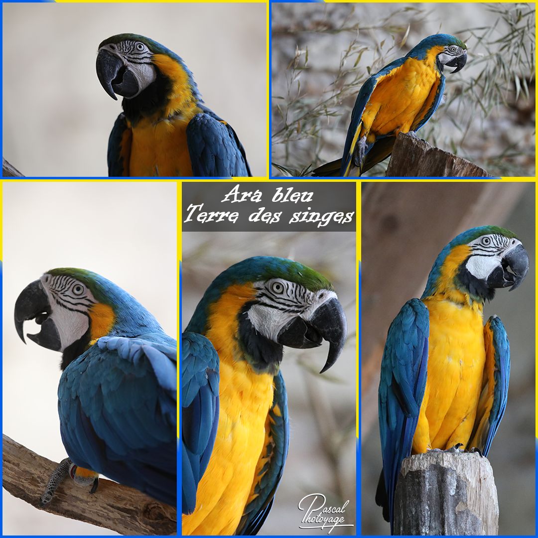 10322690_terre_des_singes_-_ara_bleu_01_-_layout_23_1080x1080.jpg