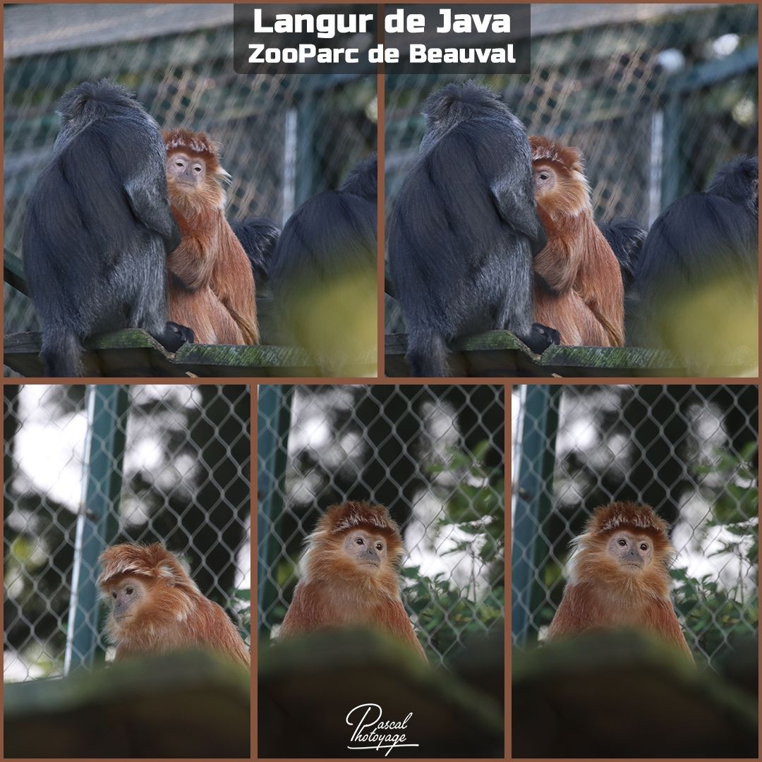 10459106_beauval_-_langur_de_java_01_-_layout_21.jpg