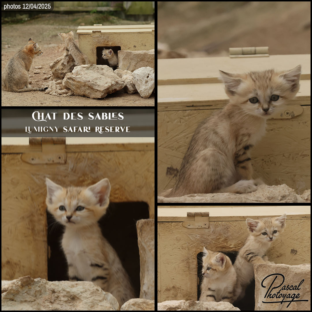 10655968_chat_des_sables_03_-_lumigny_safari_reserve_-_layout_10.jpg