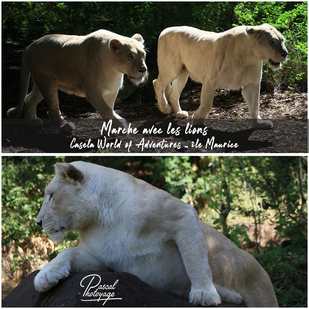 11932429_casela_-_lions_01_-_layout_52.jpg