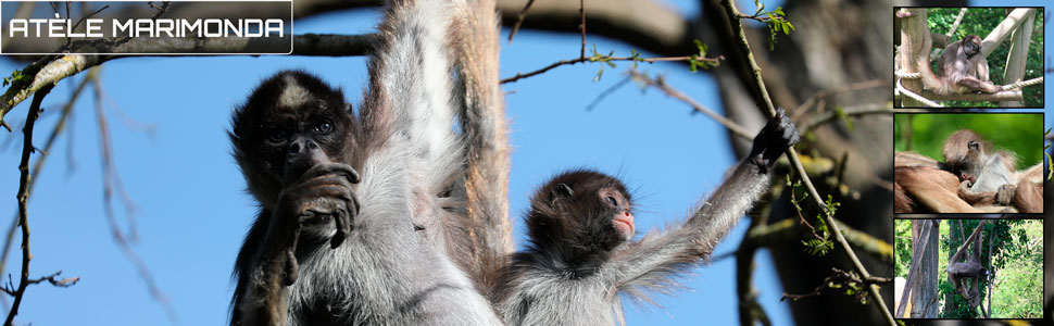 11_des_zoos_des_zanimaux_970x300px.jpg
