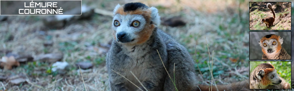 12_des_zoos_des_zanimaux_970x300px.jpg