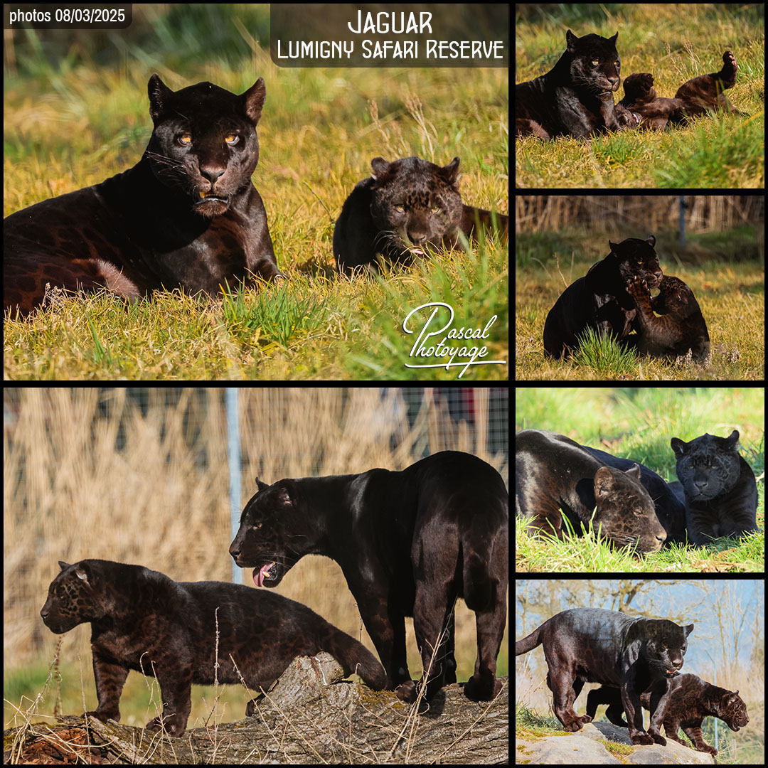 13040452_jaguar_noir_01_-_lumigny_safari_reserve_-_layout_64_1080x1080.jpg