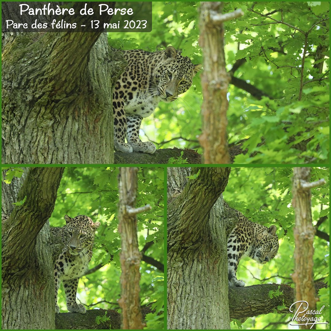 13414248_parc_des_felins_-_panthere_de_perse_01_-_layout_73.jpg