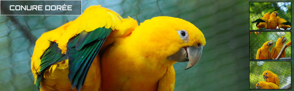 13_des_zoos_des_zanimaux_970x300px_bis.jpg