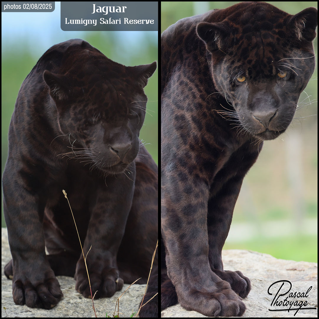14184238_jaguar_noir_01_-_lumigny_safari_reserve_-_layout_66_1080x1080.jpg