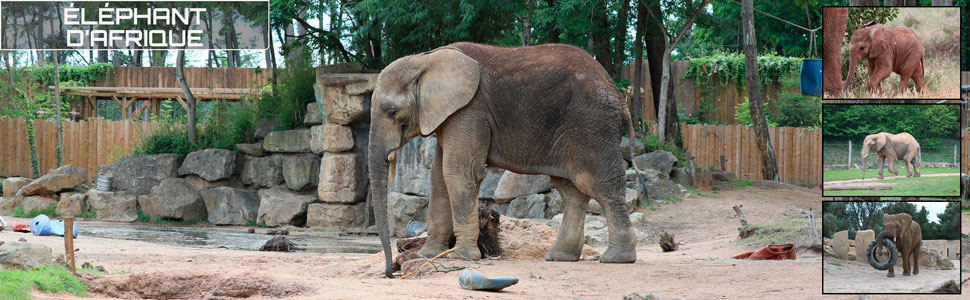 15_des_zoos_des_zanimaux_970x300px.jpg