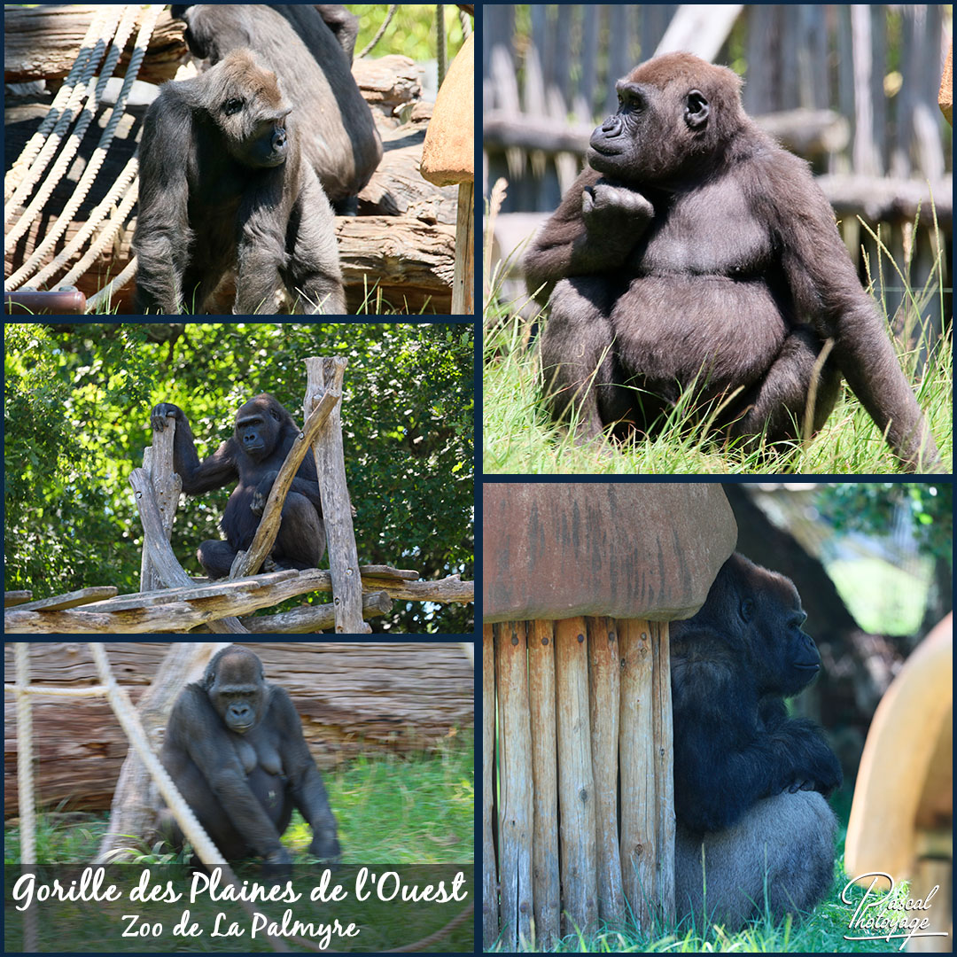 16446267_la_palmyre_-_gorille_des_plaines_de_l_ouest_01_-_layout_17_1080x1080.jpg