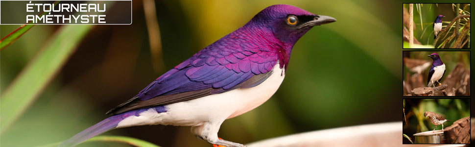 17_des_zoos_des_zanimaux_970x300px.jpg