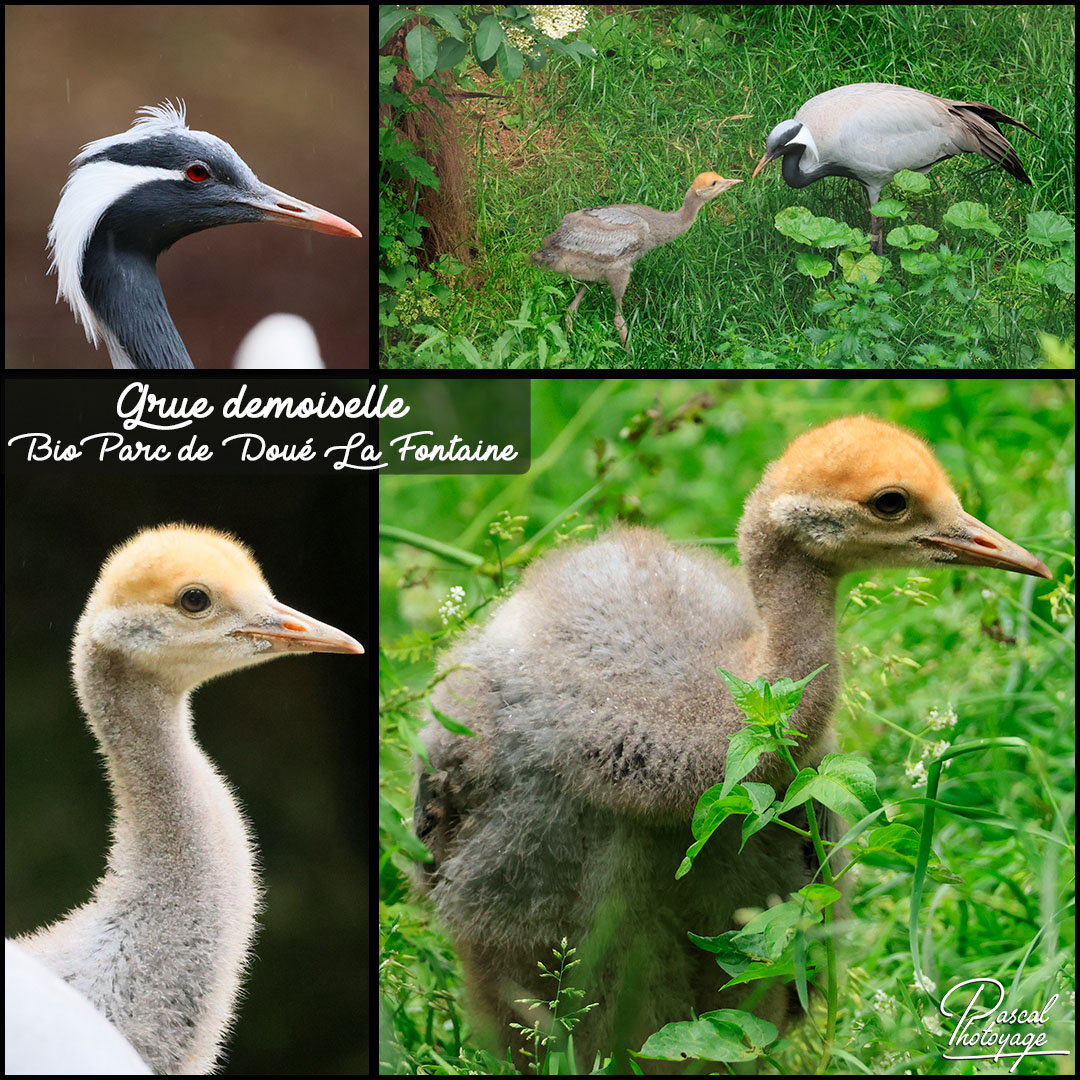 18740650_grue_demoiselle_01_-_bioparc_de_doue_la_fontaine_-_layout_05_1080x1080.jpg