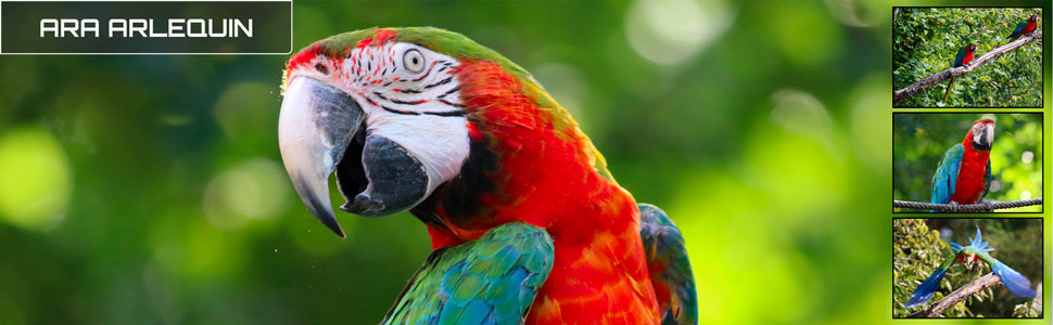 18_des_zoos_des_zanimaux_970x300px.jpg