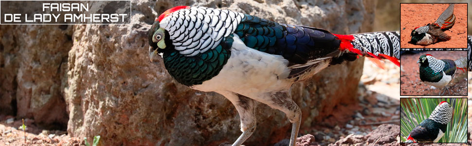 19_des_zoos_des_zanimaux_970x300px.jpg