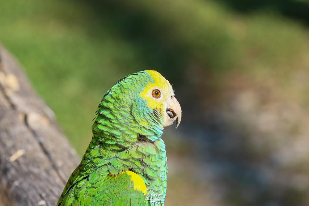 Amazone à épaulettes jaunes