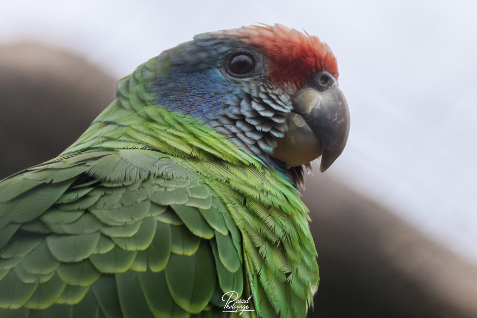 Amazone à joues bleues