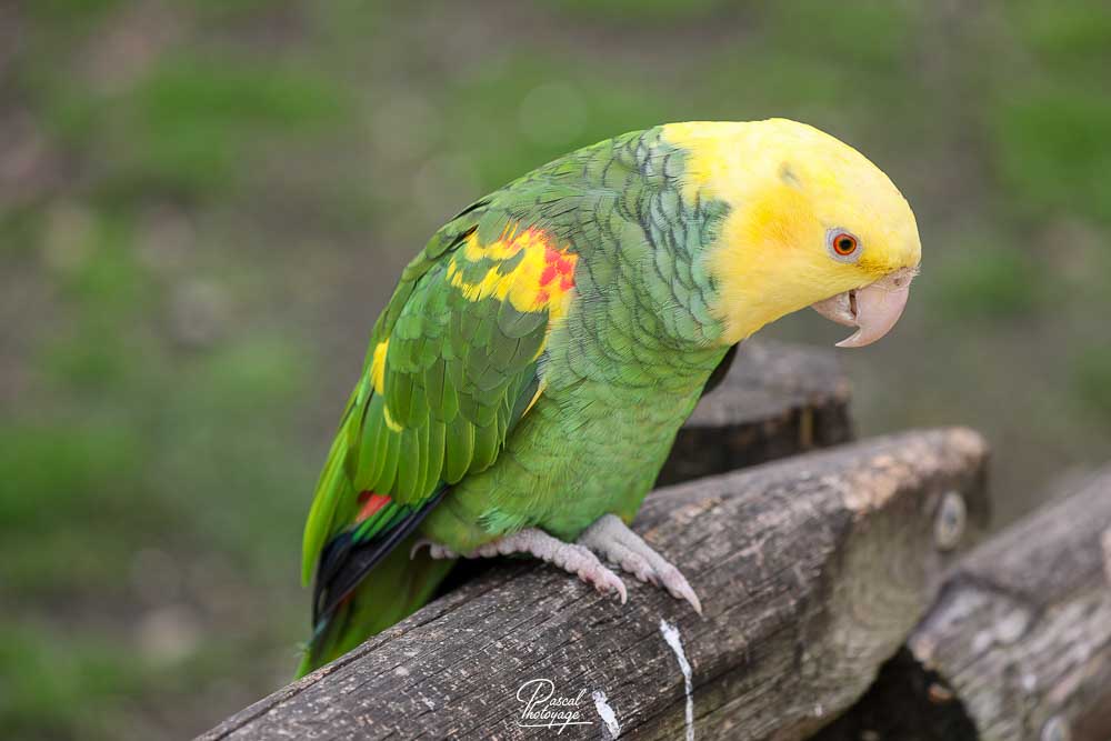 Amazone à tête jaune