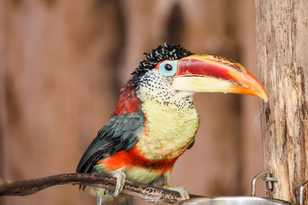 Araçari de Beauharnais