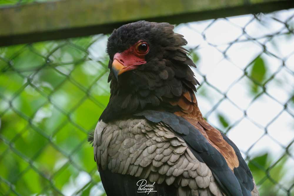 Bateleur des savanes