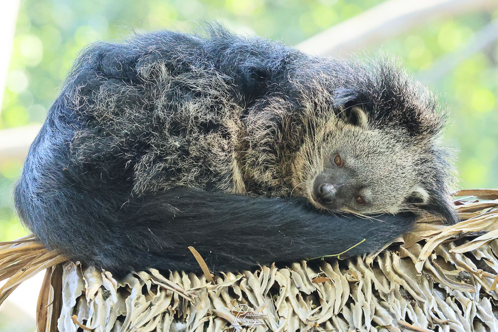 Binturong