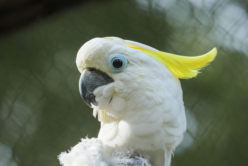 Cacatoès à huppe jaune