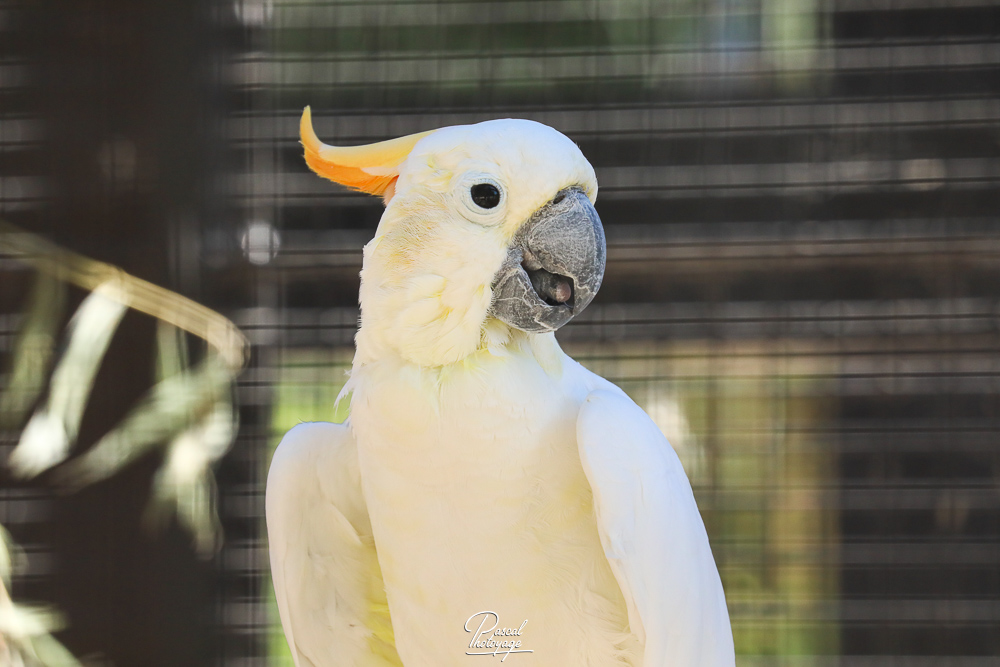 Cacatoès à huppe orange