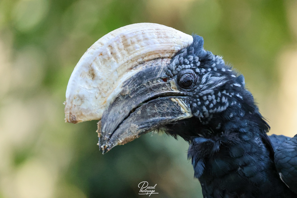 Calao à joues d'argent