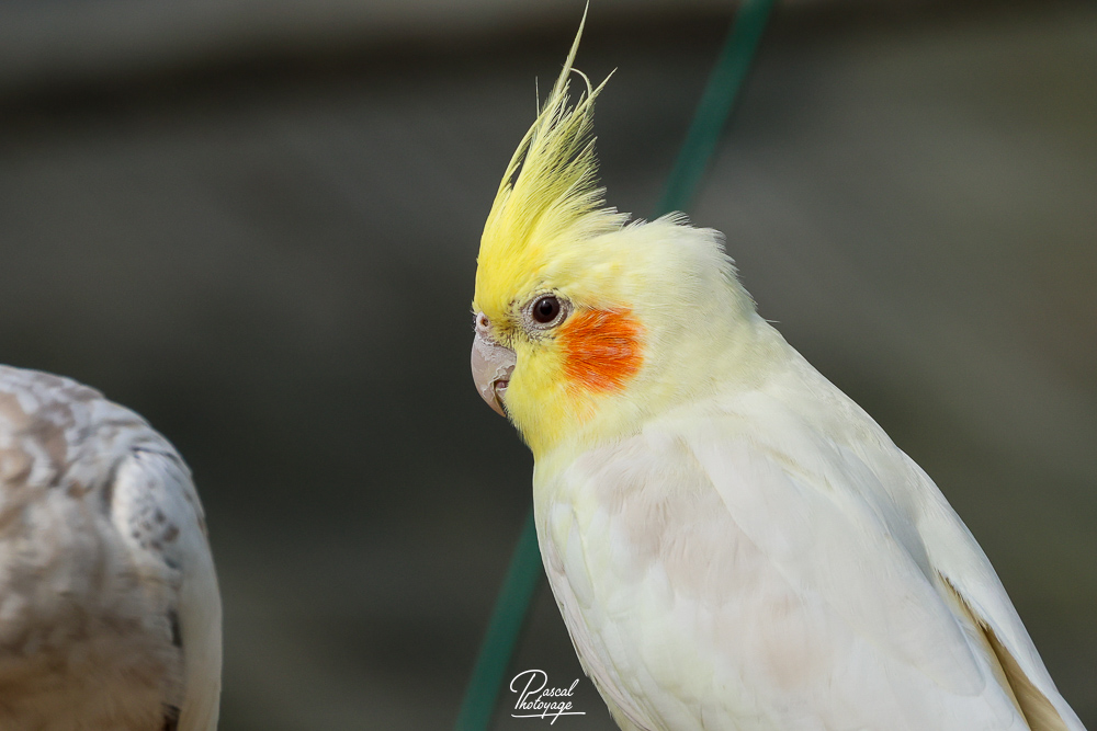 Calopsitte élégante