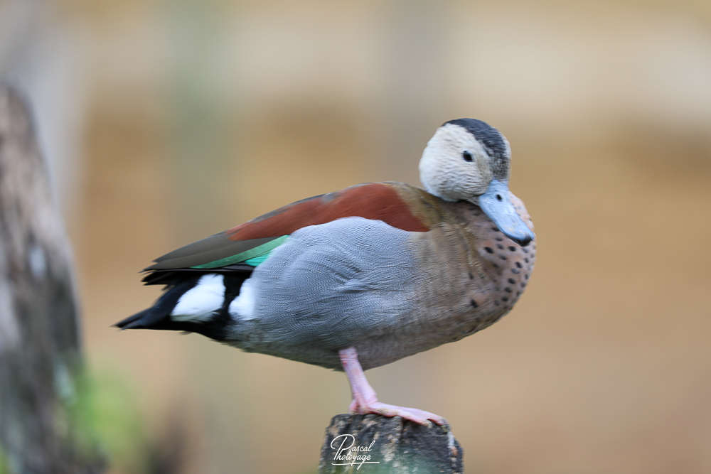Canard à collier noir
