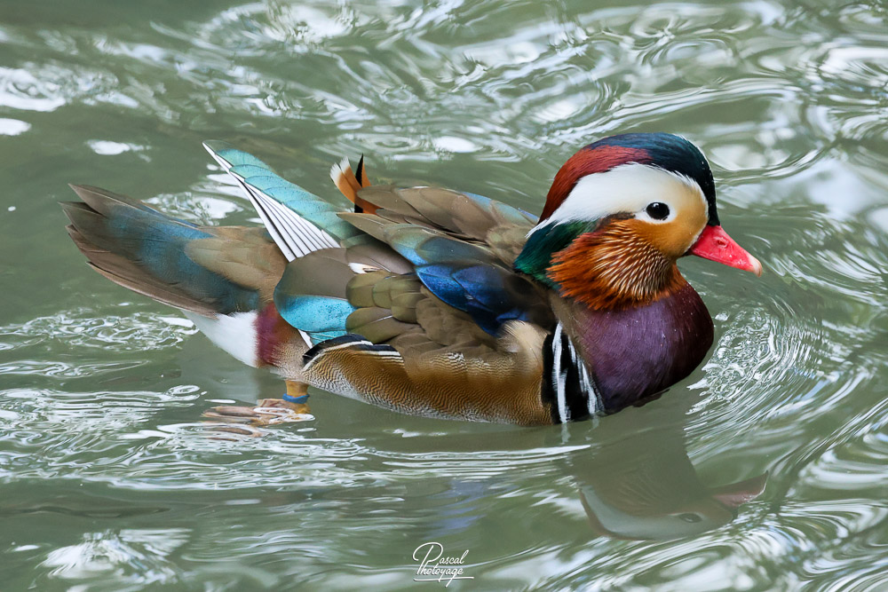 Canard mandarin