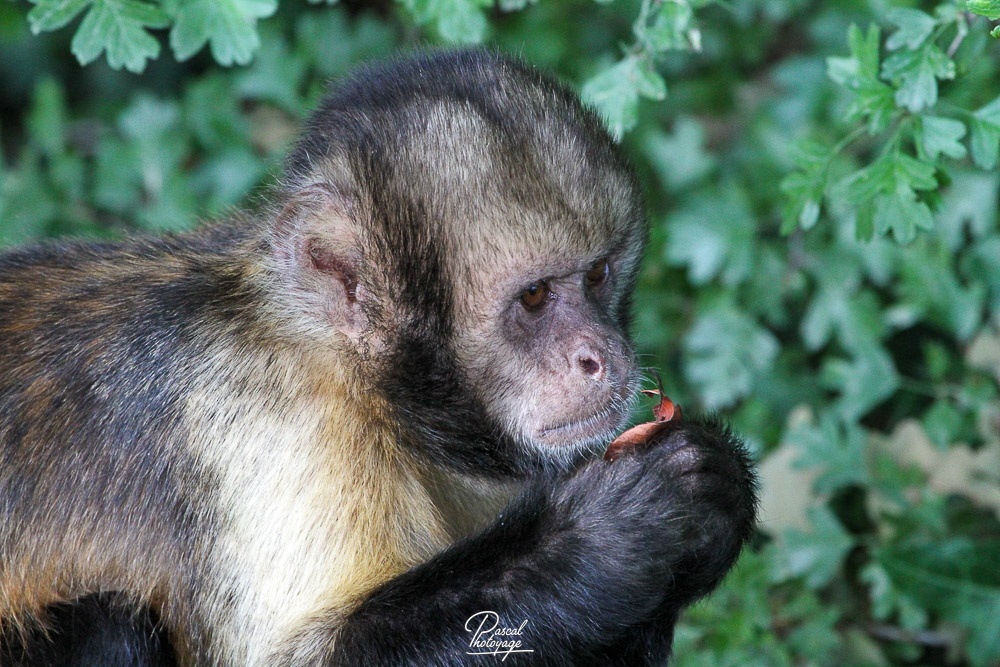 Capucin à épaules blanches
