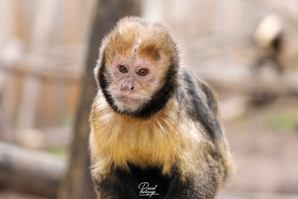 Capucin à poitrine jaune