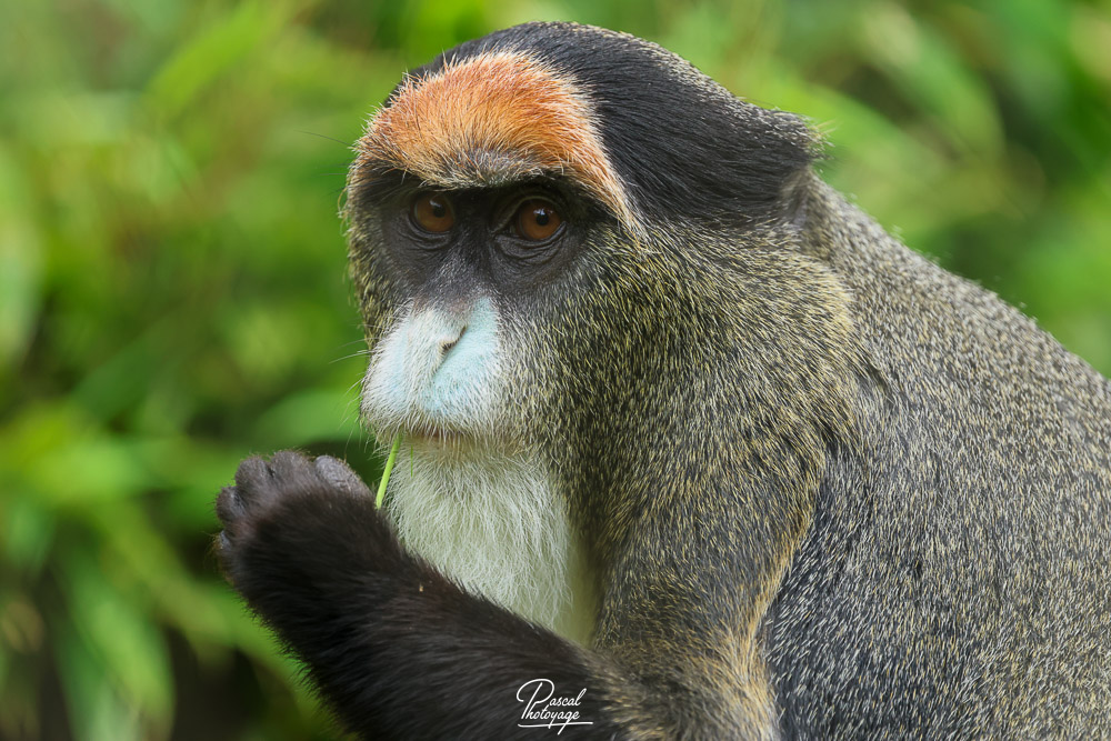 Cercopithèque de Brazza