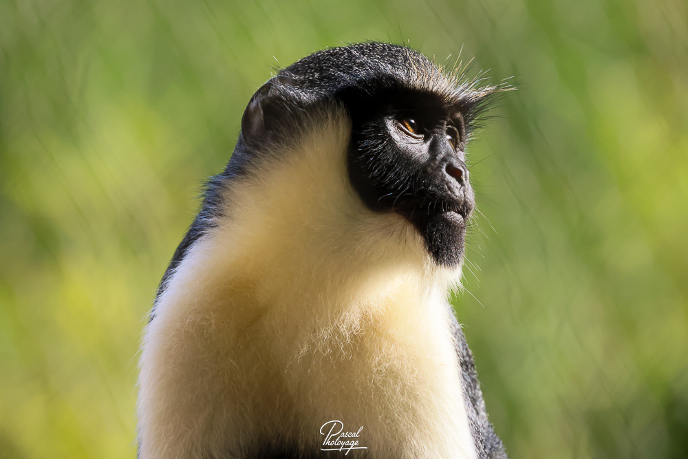 Cercopithèque diane