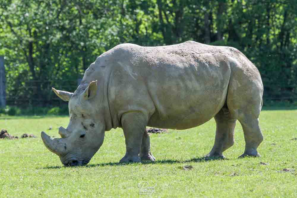 Rhinocéros blanc