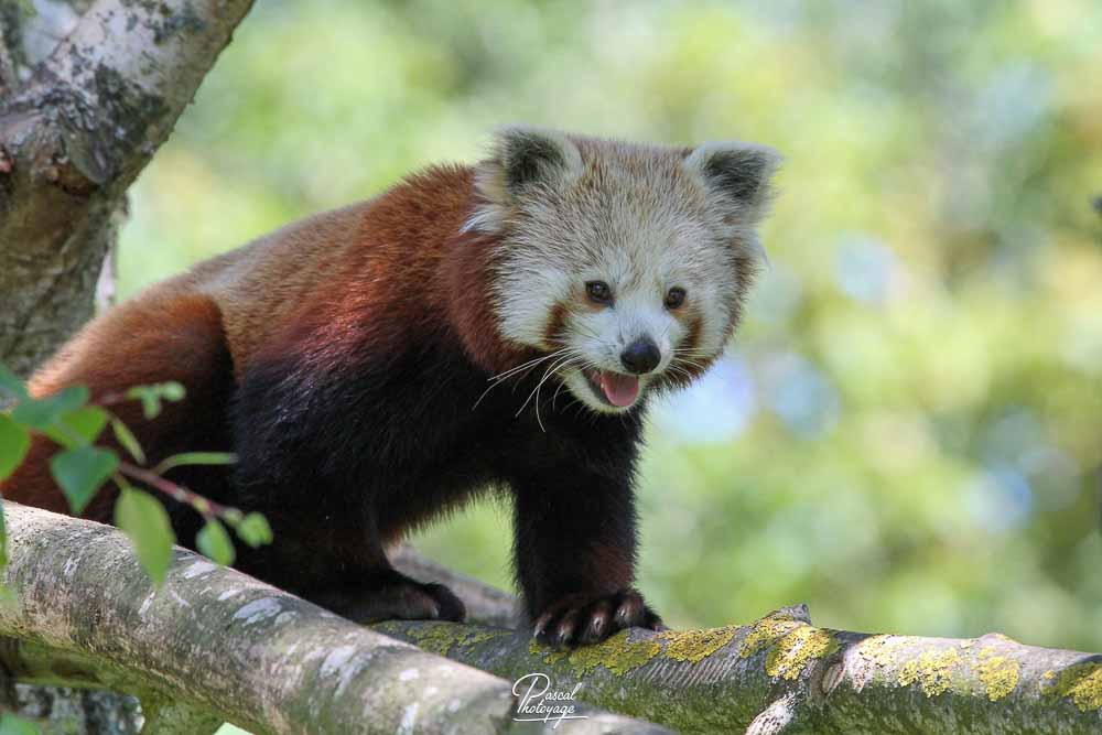 Panda roux