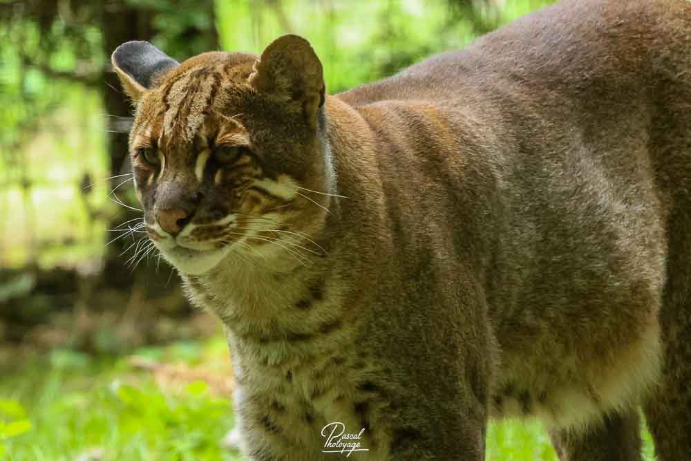 Chat de Temminck