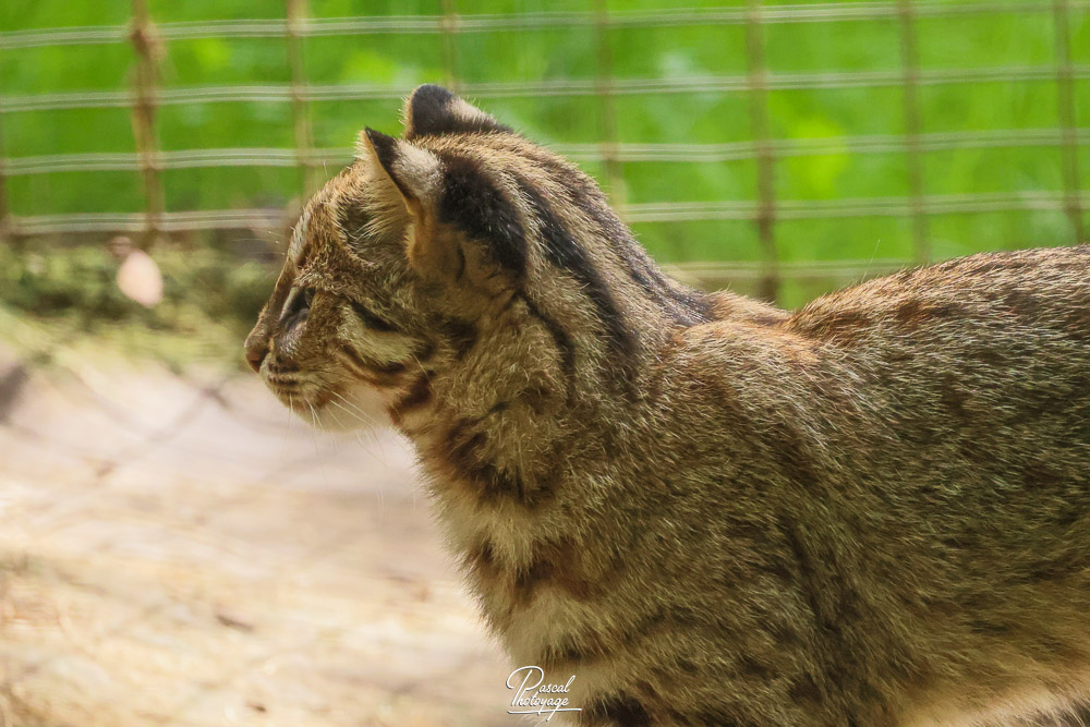 Chat léopard de Sibérie