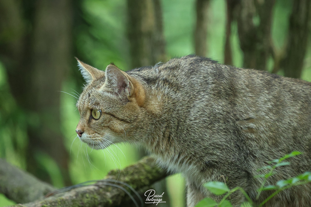 Chat sylvestre