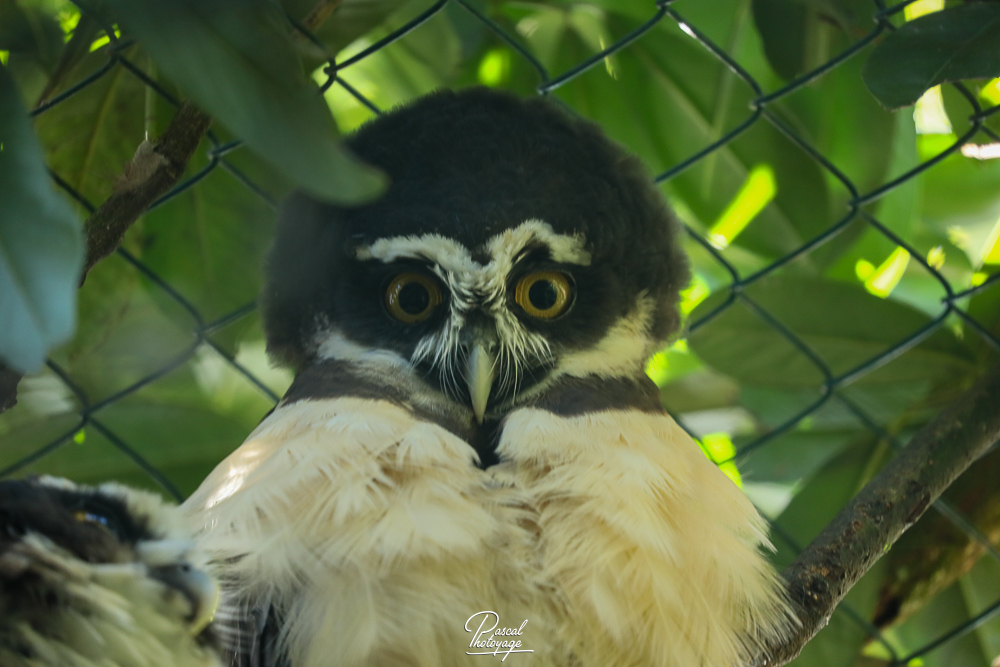 Chouette à lunettes