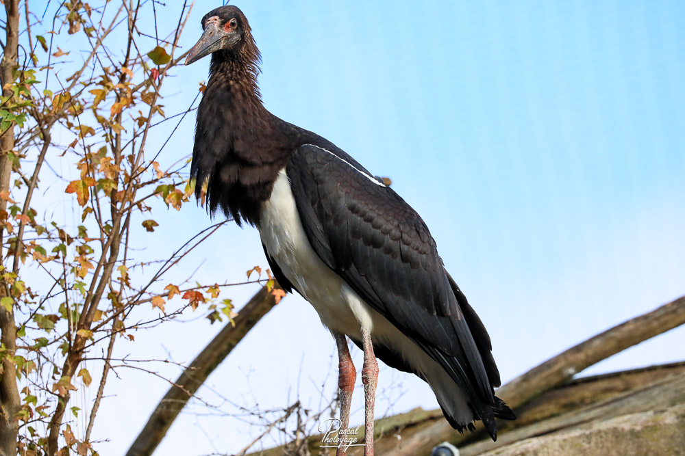 Cigogne d'Abdim