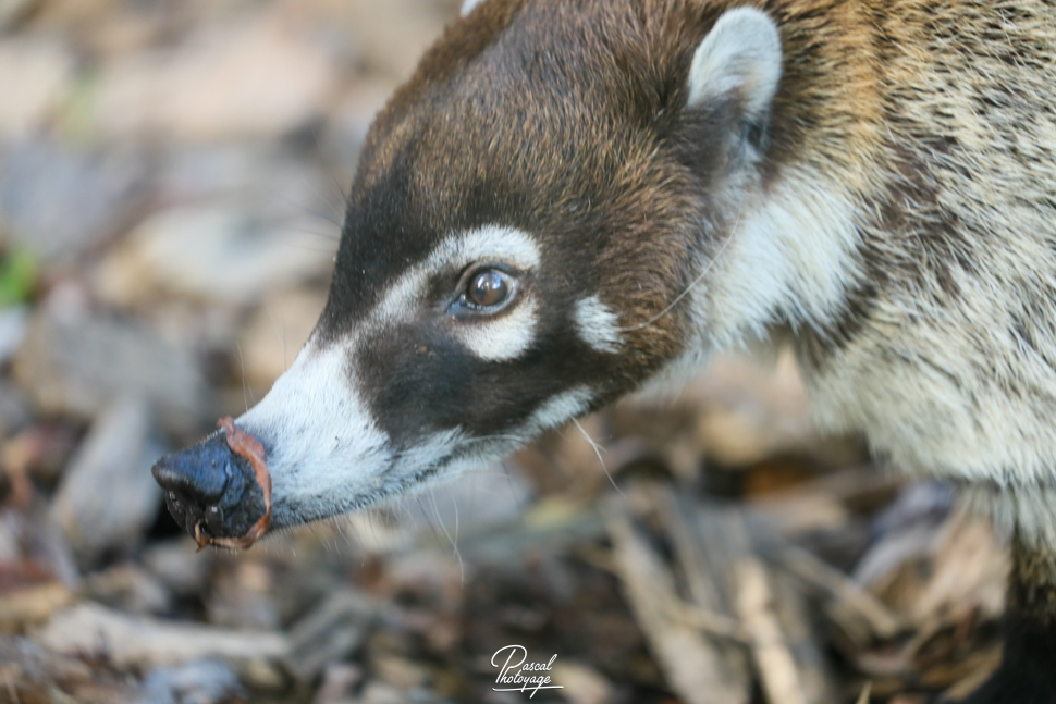 Coati à nez blanc