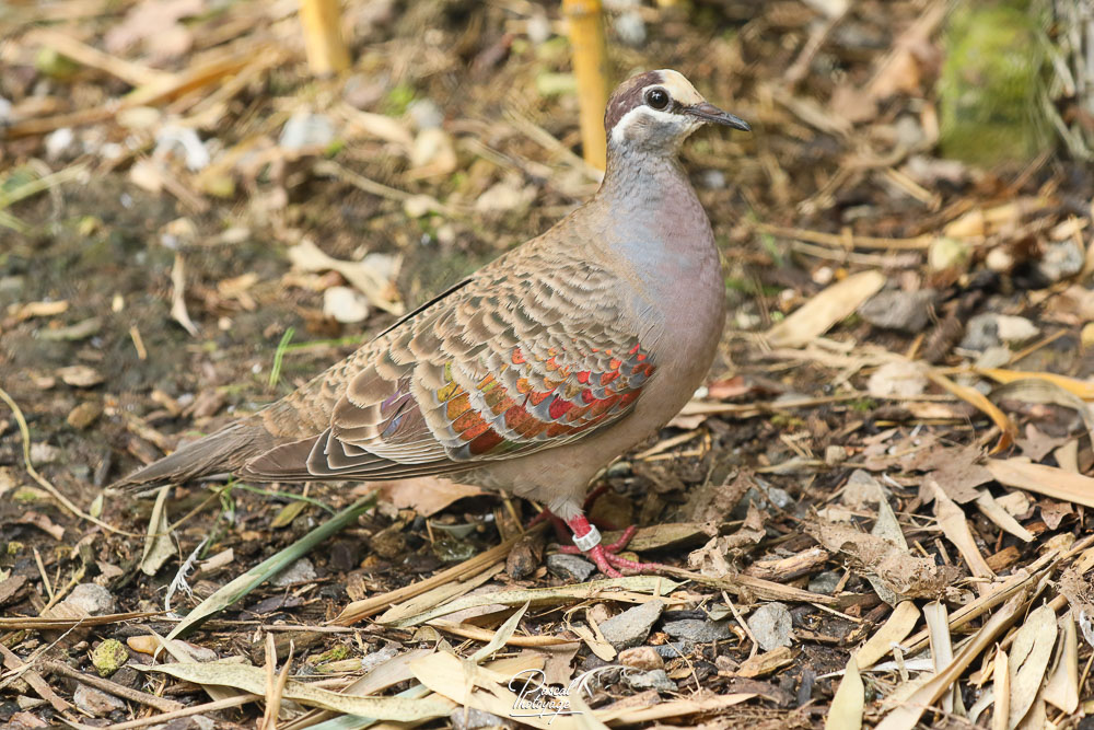 Colombine lumachelle