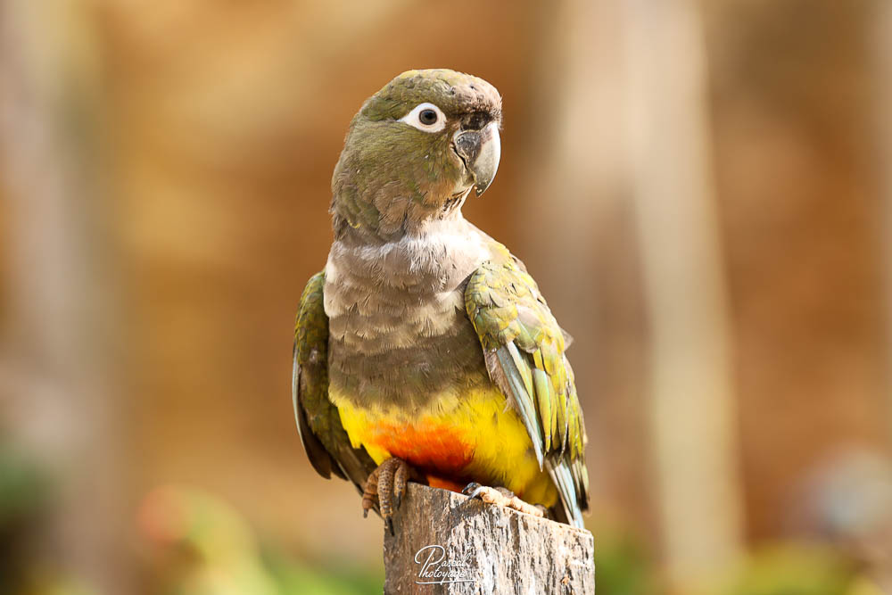 Conure de Patagonie