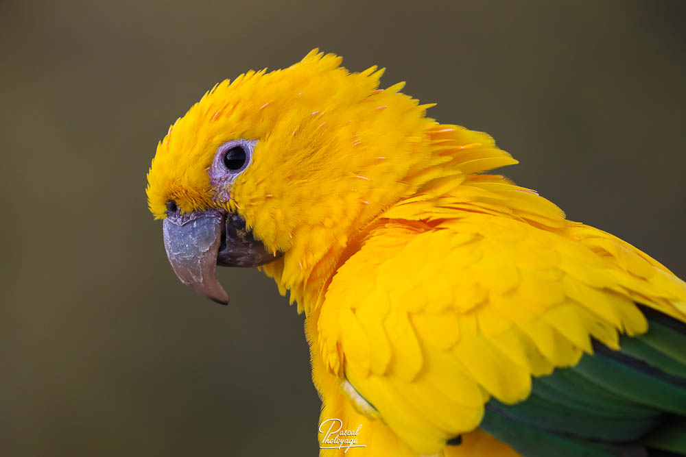 Conure dorée