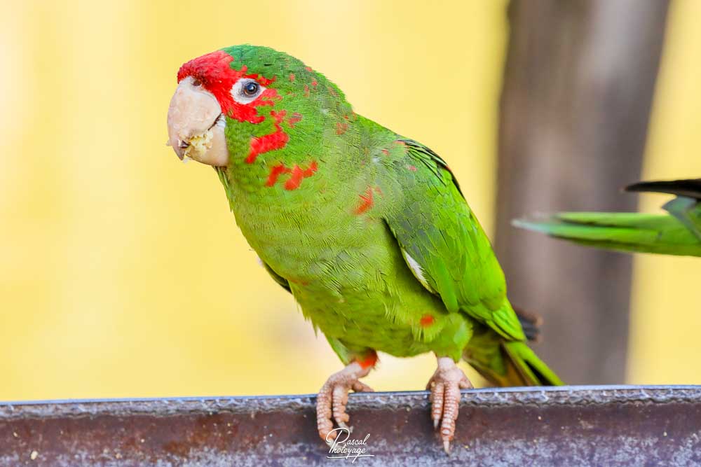 Conure mitrée