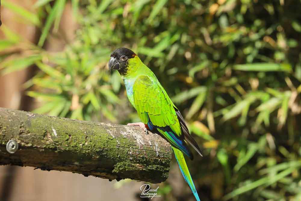 Conure nanday