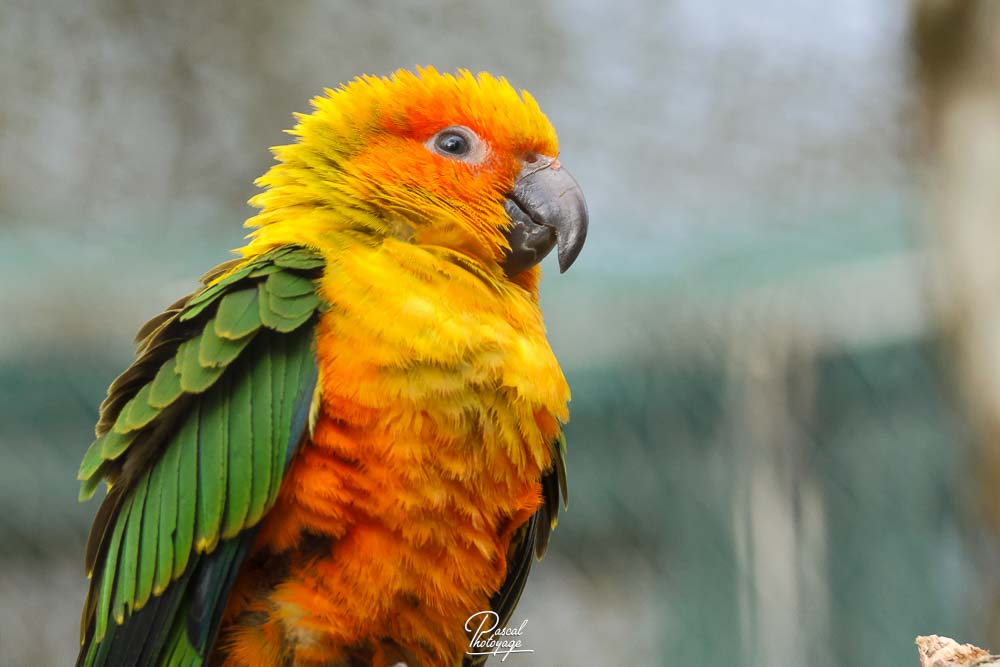 Conure soleil