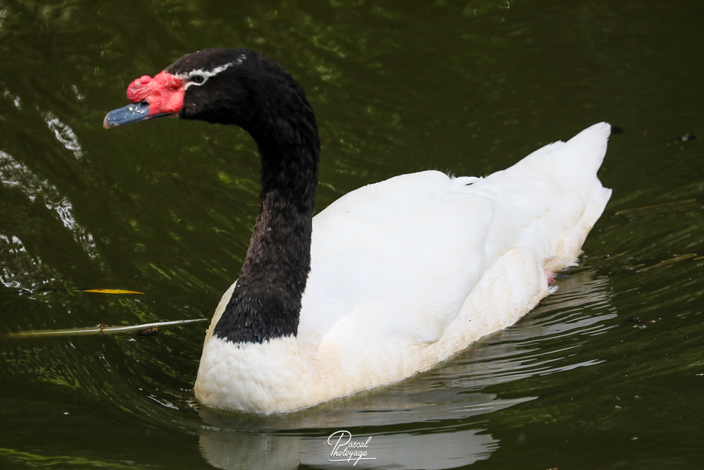 Cygne à cou noir